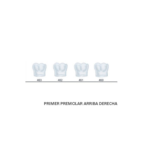 Corona Acetato Frasaco Molar Inferior Derecha Nº 462