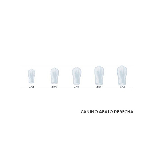 Corona acetato Frasaco canino inferior derecha Nº 432