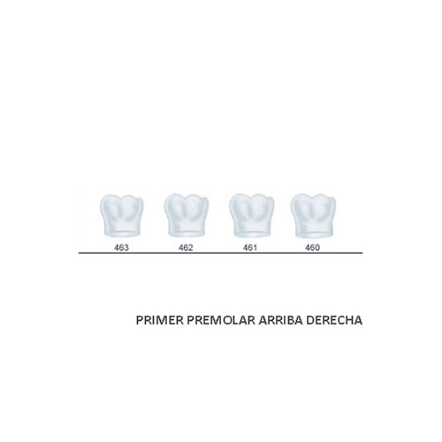 Corona acetato Frasaco molar inferior derecha Nº 463