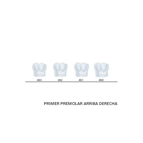 Corona acetato Frasaco molar inferior derecha Nº 461
