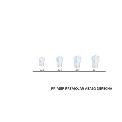 Corona acetato Frasaco bicúspide inferior derecha Nº 444