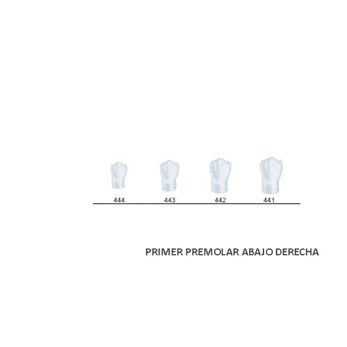 Corona acetato Frasaco bicúspide inferior derecha Nº 443