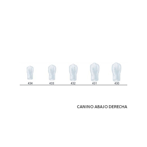 Corona acetato Frasaco canino inferior derecha Nº 433