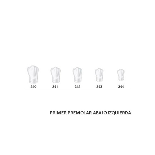 Corona acetato Frasaco bicúspide inferior izquierda Nº 343