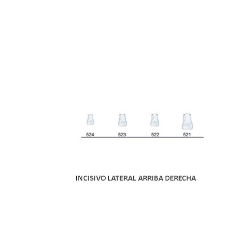 Corona acetato Frasaco pediátrica incisivo lateral sup dch Nº523