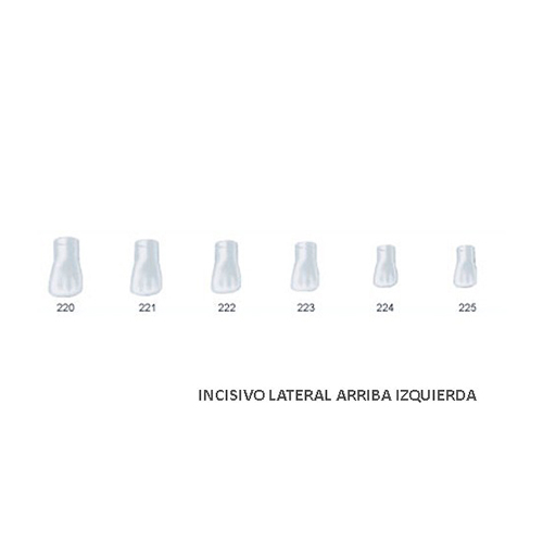 Corona acetato Frasaco incisivo lateral superior izquierda Nº225