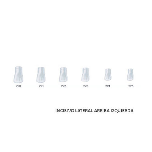 Corona acetato Frasaco incisivo lateral superior izquierda Nº220