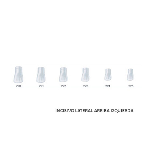 Corona acetato Frasaco incisivo lateral superior izquierda Nº224