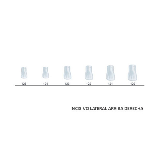 Corona acetato Frasaco incisivo lateral superior derecha Nº 122
