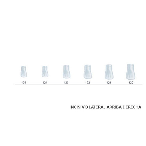 Corona acetato Frasaco incisivo lateral superior derecha Nº 124