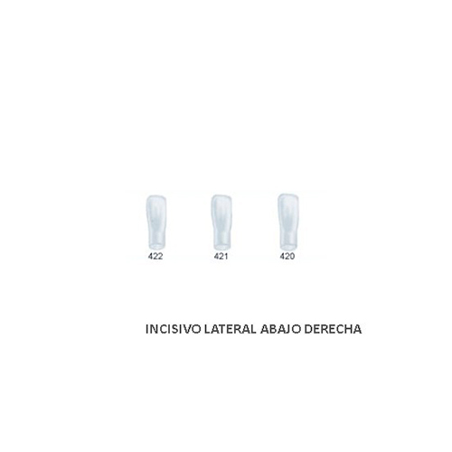 Corona acetato Frasaco incisivo lateral inferior derecha Nº 422