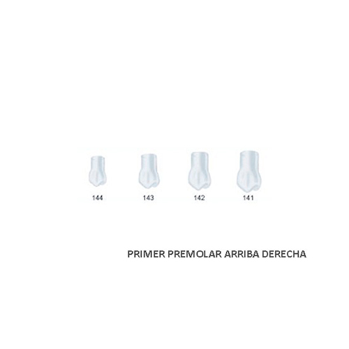 Corona acetato Frasaco bicúspide superior derecha Nº 143